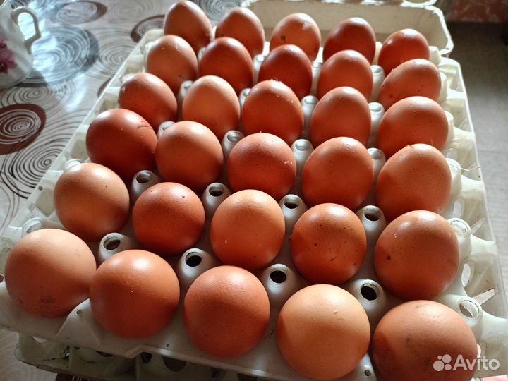 Фермерские куриные яйца