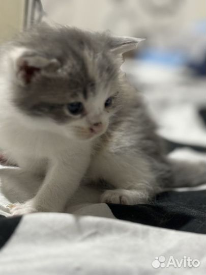 Кошка мейкун