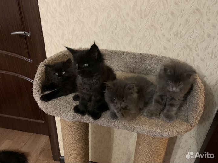 Котята мейн-кун