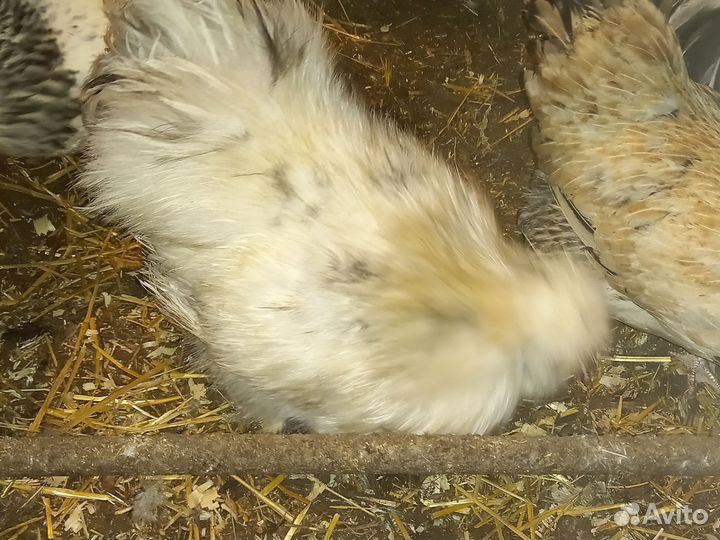 Петушок шёлковый