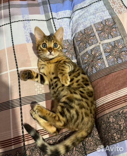 Бенгальский котенок мальчик