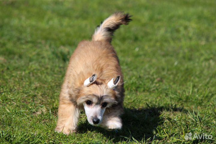 Китайская хохлатая собака