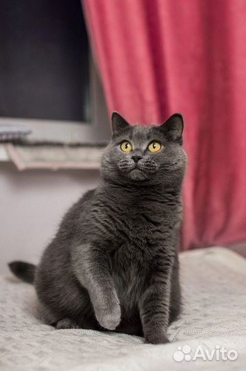 Британская кошка