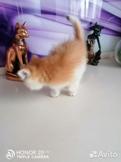 Котики пу 12
