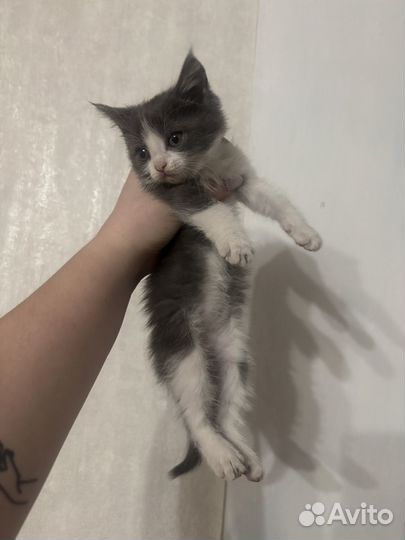 Отдам котят