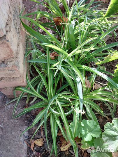 Хлорофитум