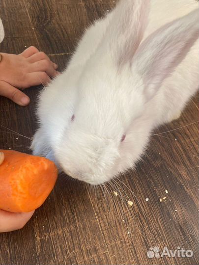 Кролики мясные