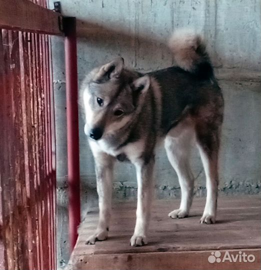 Отдам собаку в добрые руки Лайка