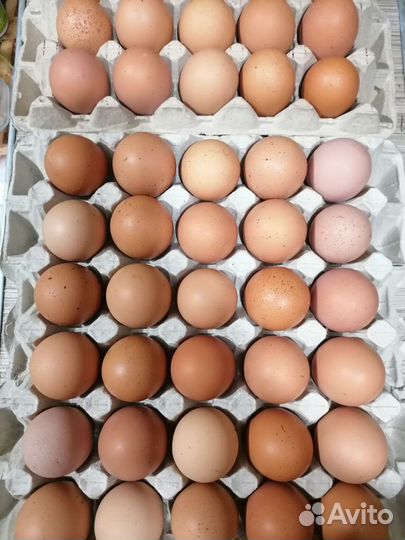 Соберу инкубационное куриное яйцо Ломан Браун