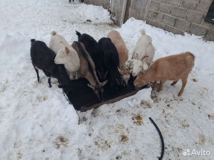 Айршир телочки и голштин