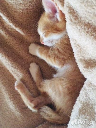 Котенок в добрые руки