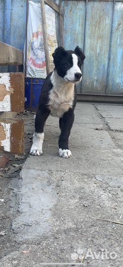 Среднеазиатская овчарка