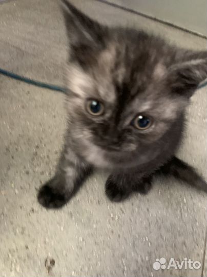 Шотландские котята