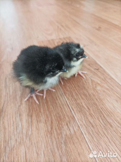 Цыплята суточные Маран черно-медный