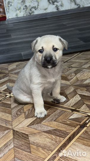 Продам малышей питбуля