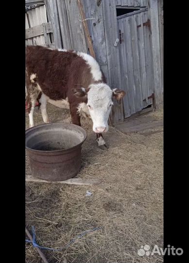 Корова с телёнком