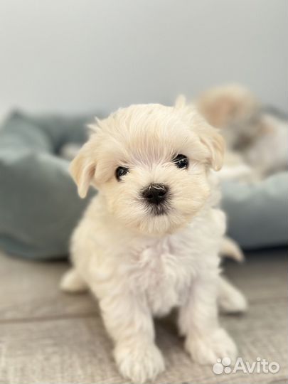 Щенки мальтезе