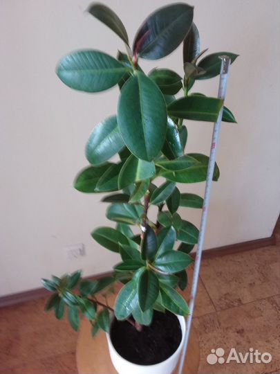 Фикус каучуконосный