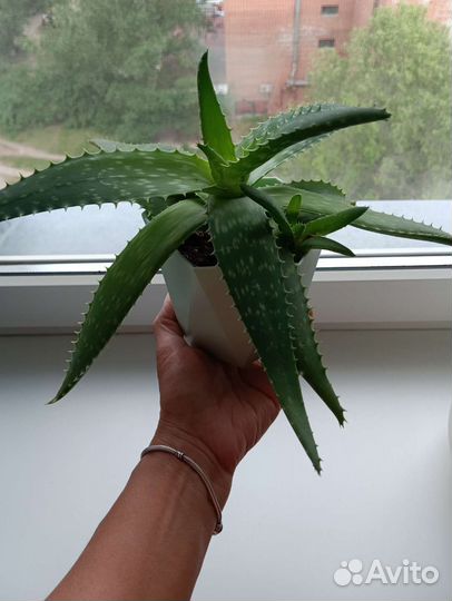 Цветок алое вера