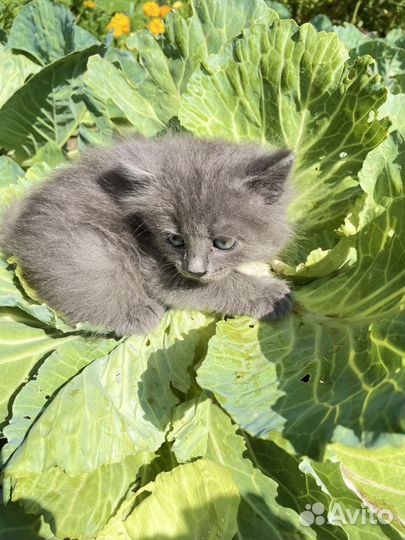 Котята в добрые руки бесплатно