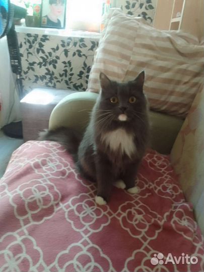Кот в дар
