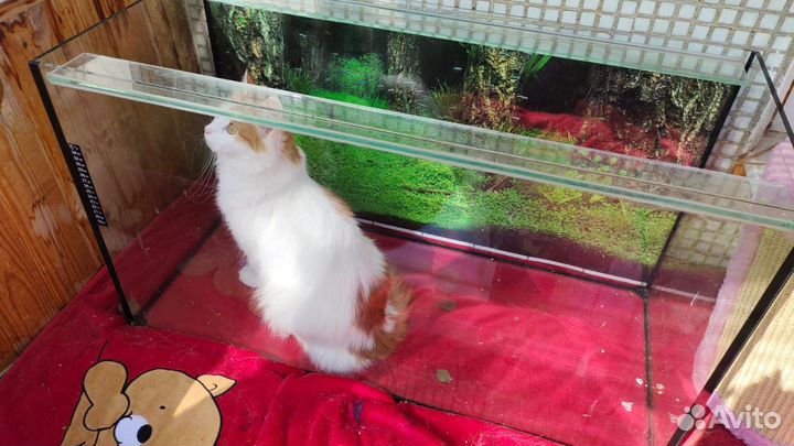 Аквариум без крышки большой