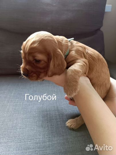 Английский кокер спаниель