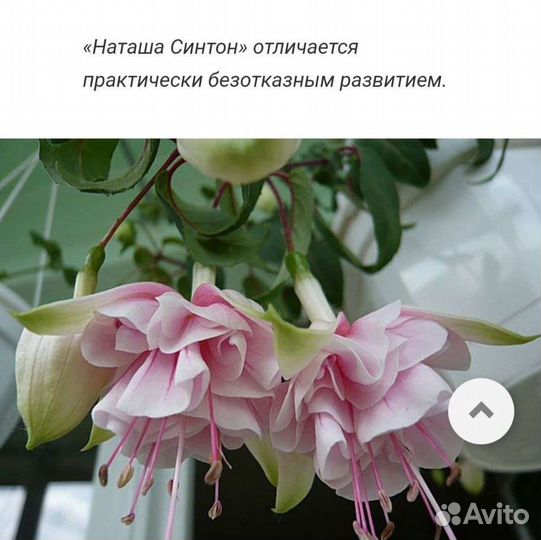 Ростки фуксии