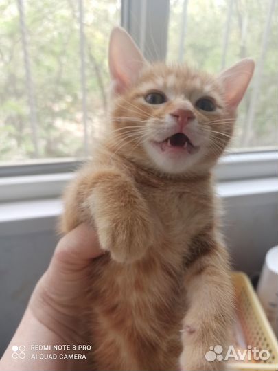 Продаются котята