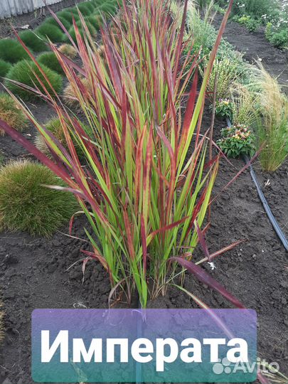 Растения саженцы