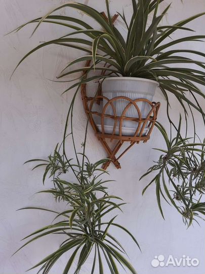 Хлорофитум