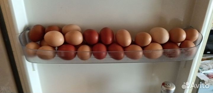 Домашние куриные яйца