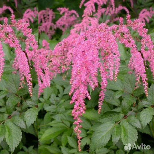 Спирея,дерен, астильба, айва японская и до