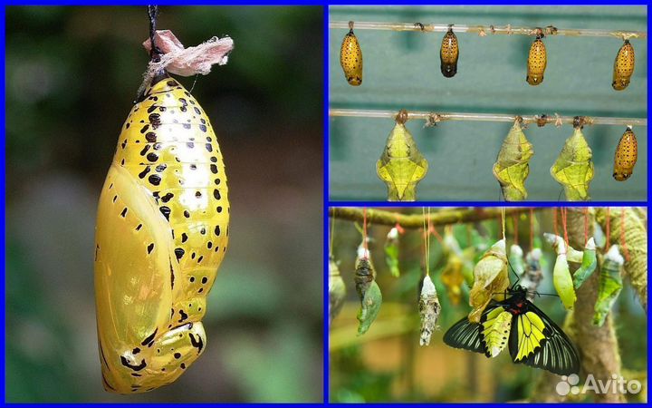 Детская Миниферма Тропических бабочек д/ф-8 CD