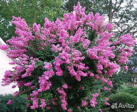 Лагерстремия