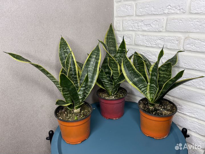 Сансевиерия комнатные цветы