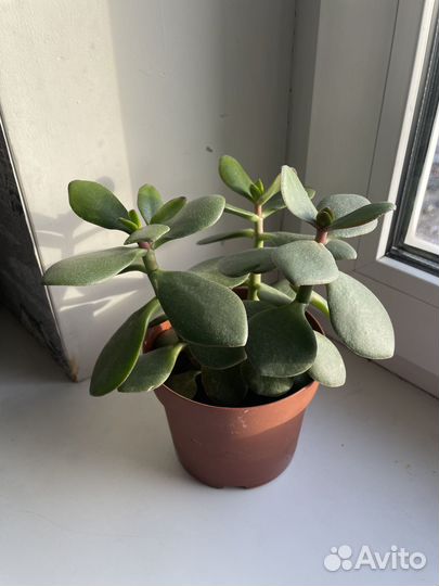 Денежное дерево - толстянка