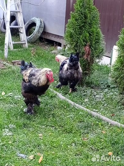 Петухи породистые