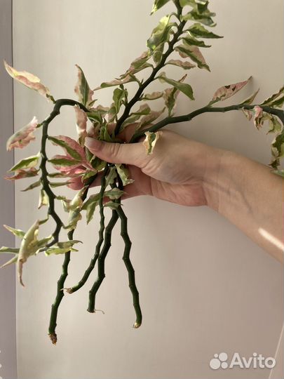 Фикус бенджамина