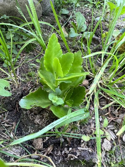 Красный каланхоэ (рассада)