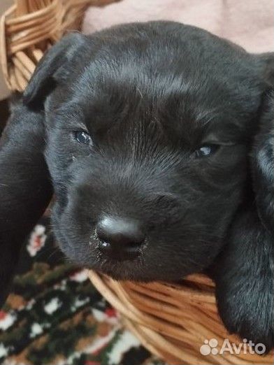 Щенки лабрадора
