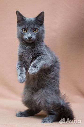 Котенок мальчик ищет дом