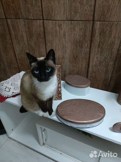 Догситтер, передержка животных