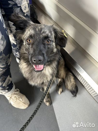 Красивейшая собака ищет дом