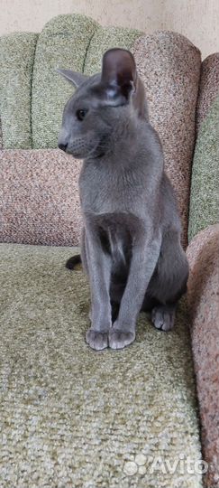 Ориентальный котик