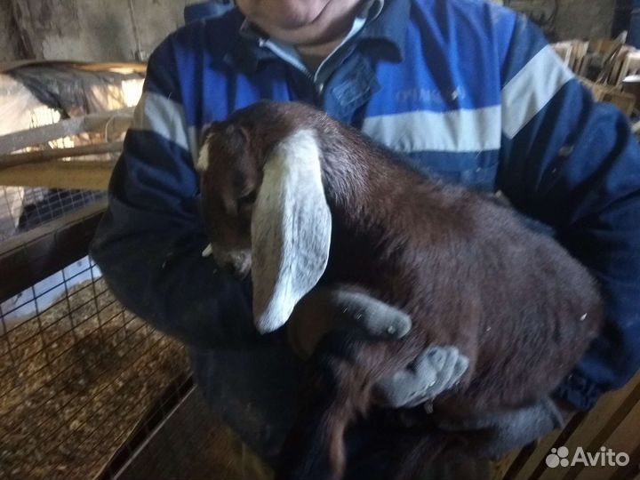 Козлик нубийский