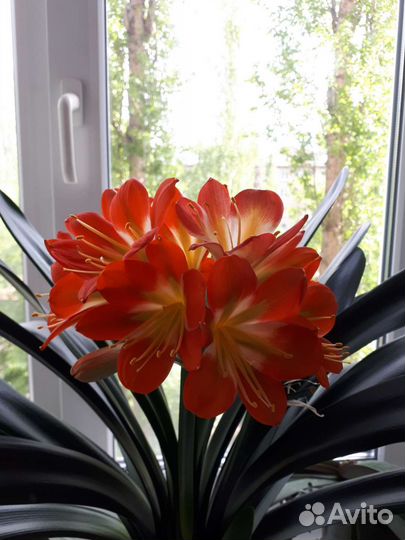 Кливия оранжевая