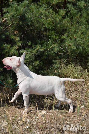 Бультерьер вязка