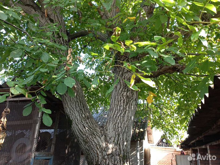 Дерево орех