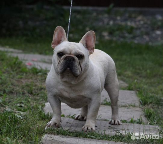 Еврик - кобель для вязки)